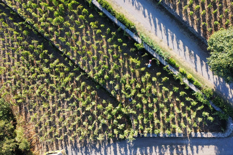 Visite des vignobles avec dégustation de vins