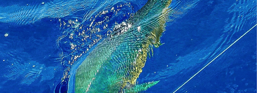 Parc national Marino Ballena : pêche sportive (demi-journée)