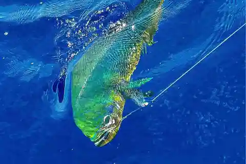 Marino Ballena nationalpark: Sportfiske (halvdag)