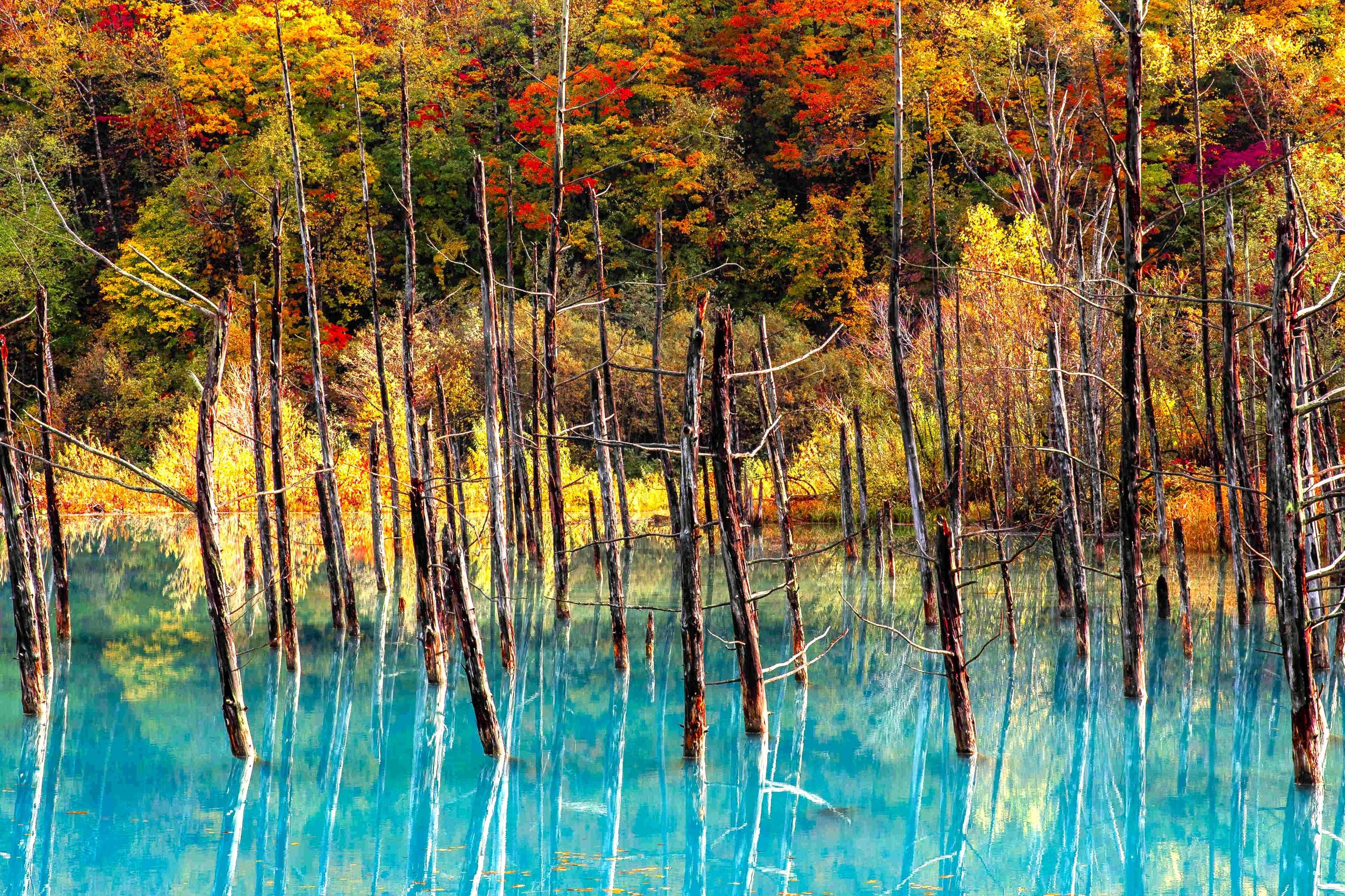 Herbstfarben in Furano & Biei: Blumen, Blauer Teich, Weizenfelder