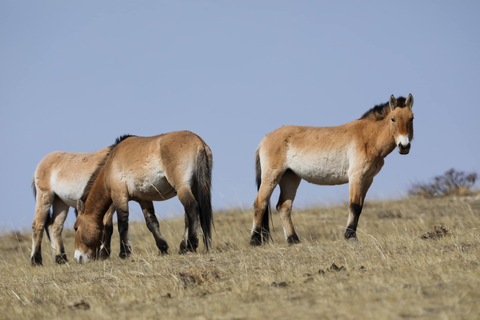 Hustai National Park Day Tour Autumn: Standard Departure