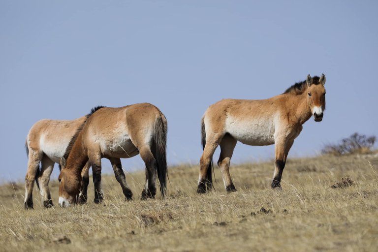 Hustai National Park Day Tour Autumn: Standard Departure