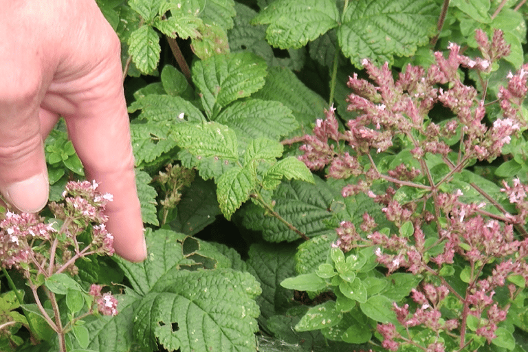 Koblenz: o vinhedo vivo, a natureza e o prazer do vinho