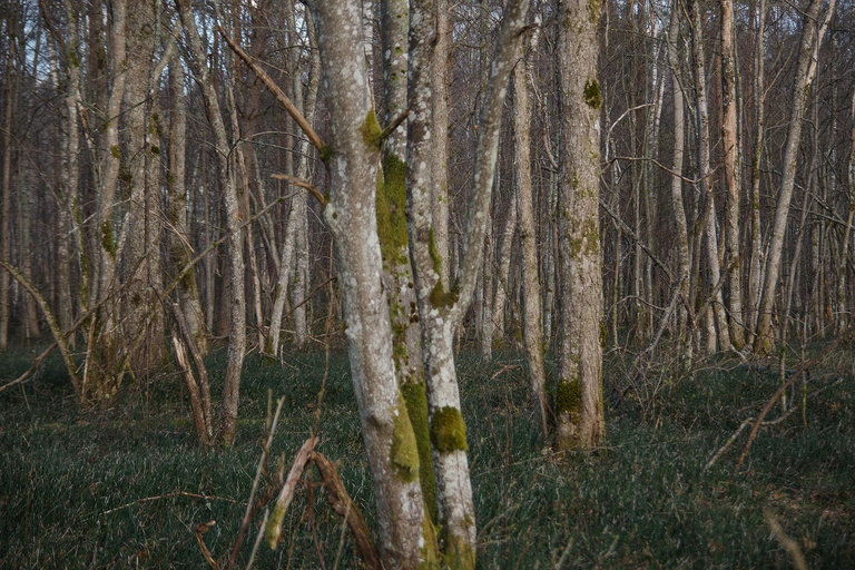 Sigulda: Walk in Gauja National Park with Photoghrapher 1-3 person private tour