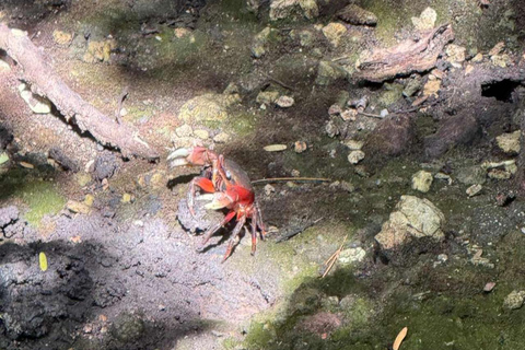 ZANZIBAR: Isola delle Prigioni, Foresta di Jozani e Butterfly CenterIL TOUR PRIVATO INCLUDE IL SERVIZIO DI PRELIEVO E RIENTRO IN HOTEL