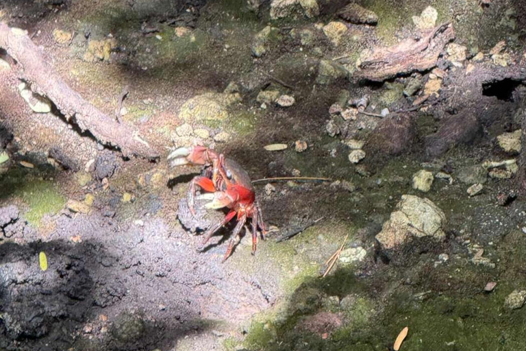 ZANZIBAR: Isola delle Prigioni, Foresta di Jozani e Butterfly CenterIL TOUR PRIVATO INCLUDE IL SERVIZIO DI PRELIEVO E RIENTRO IN HOTEL