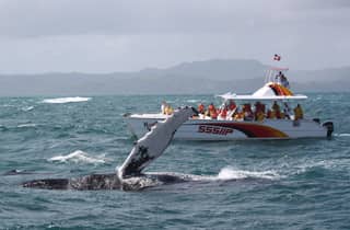 Samana: Walbeobachtung und Cayo Levantado Ganztagestour