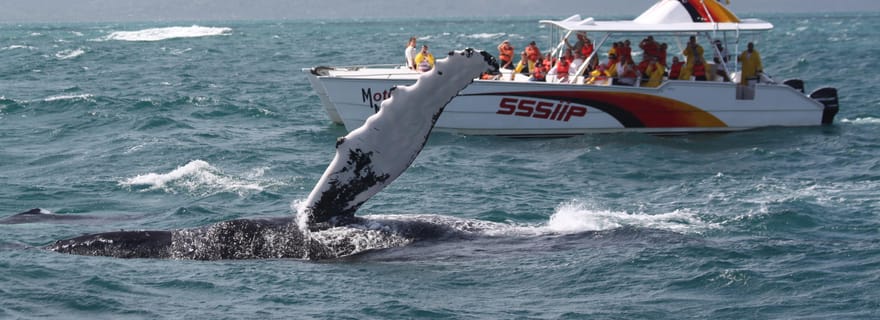 Samana : Observation des baleines et visite d'une jounée de Cayo Levantado