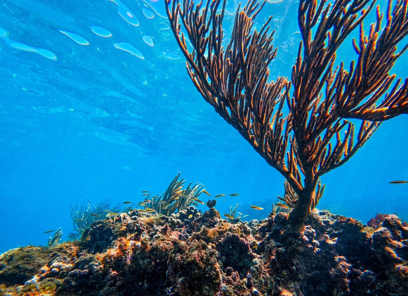 Tulum: Snorkling med skildpadder, koralrev og mayaruiner
