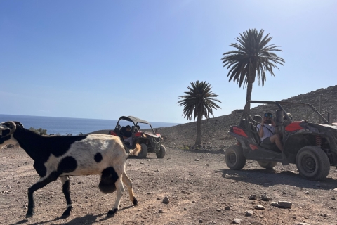 Fuerteventura: Wycieczka buggy na południu wyspyWózek dla 1 osoby