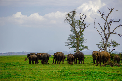 Minneriya National Park Morning Safari – Birds & Elephants