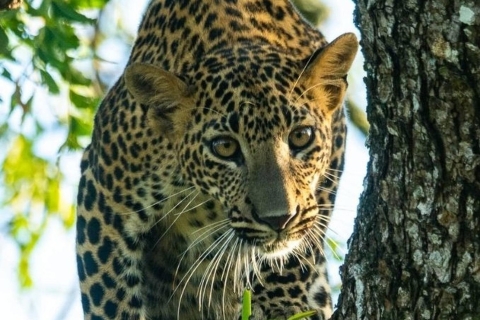 Von Ella aus :- Yala National Park Aufregende Halbtagessafari