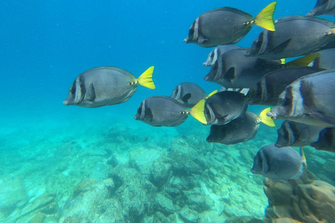 Depuis Puerto Ayora : Pinzón et La Fé - excursion complète de plongée en apnée