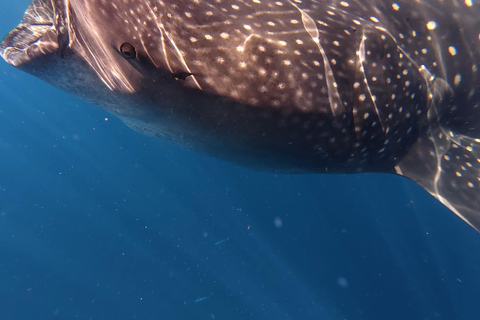 Protected natural reserve: Whale Shark Aqua Safari