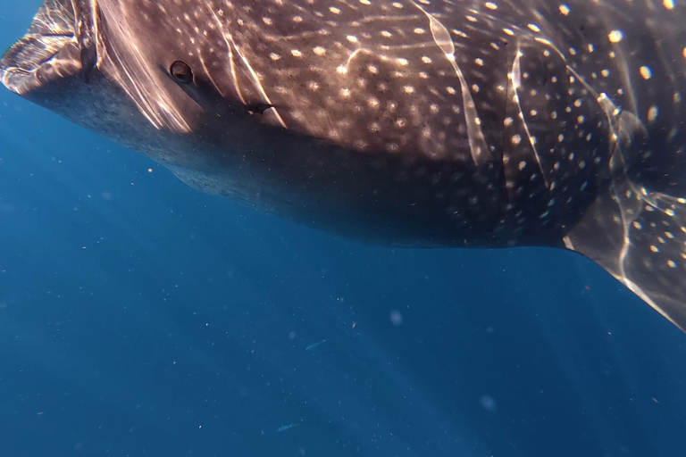 Protected natural reserve: Whale Shark Aqua Safari