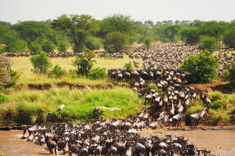 8-Day Safari Amboseli, Masai Mara, Lake Nakuru & Mombasa