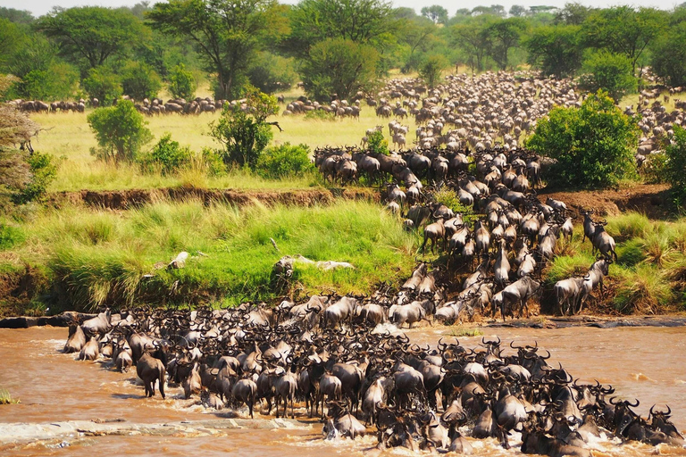8-Day Safari Amboseli, Masai Mara, Lake Nakuru & Mombasa