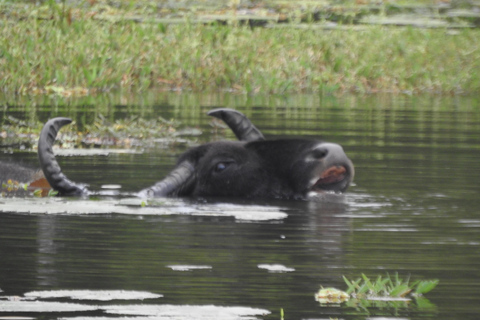 From Waligama, Mirissa, Tangalle, Yala safari & drop to Ella Yala Full day safari