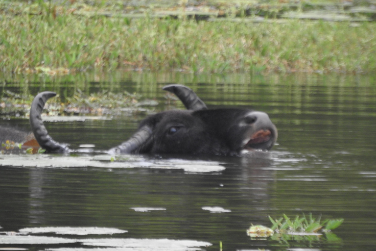 From Waligama, Mirissa, Tangalle, Yala safari & drop to Ella Yala Full day safari