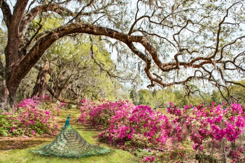 Charleston: Wejście na plantację magnolii i wycieczka z transportem