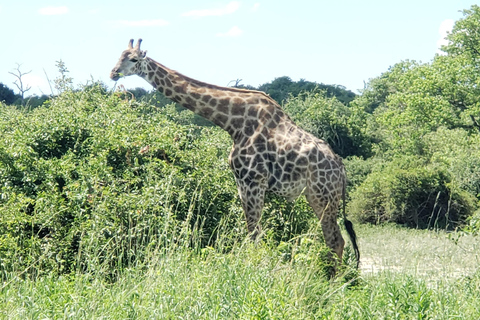 Excursión de un día completo a Chobe