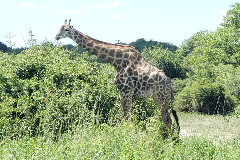 Excursión de un día completo a Chobe