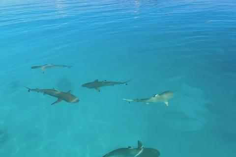 Rangiroa: Blue Lagoon Tiputa Pass Coral Garden Island Birds