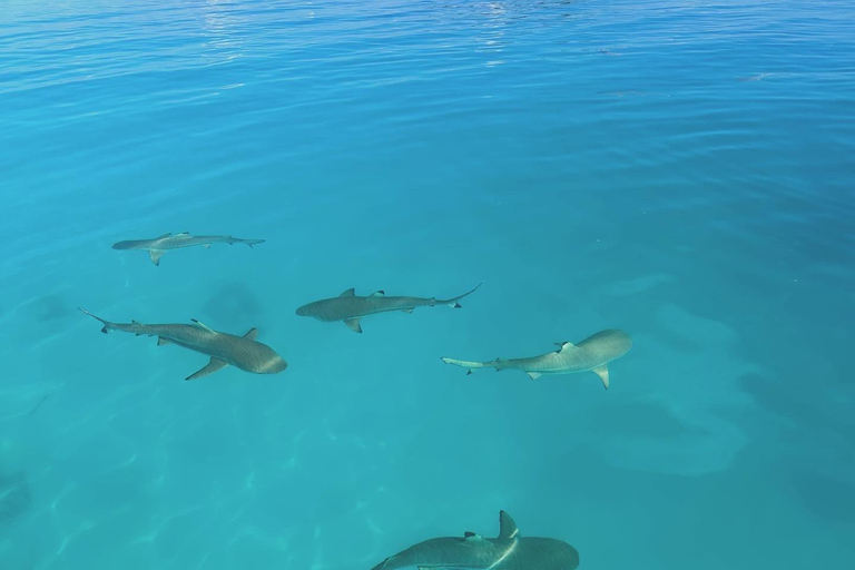 Rangiroa: Blue Lagoon Tiputa Pass Coral Garden Island Birds