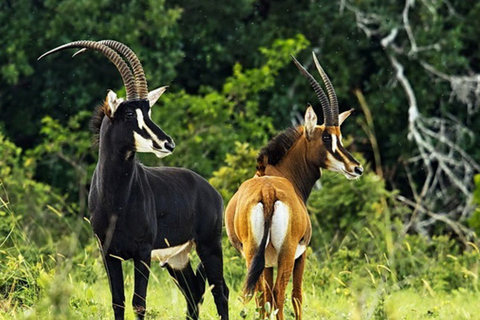 Z Mombasy: 2-dniowe safari z przewodnikiem po Shimba Hills