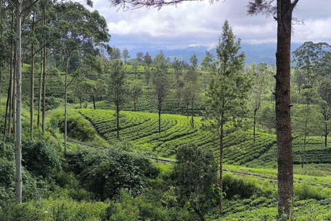 Pekoe Trail 1-5: Guided 7-Day Trek with Hotels & Transfers