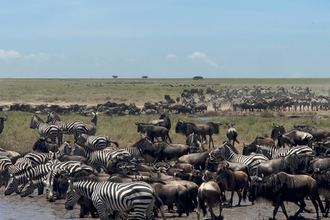 4 dagar i det vilda: Serengeti, Ngorongoro och Tarangire