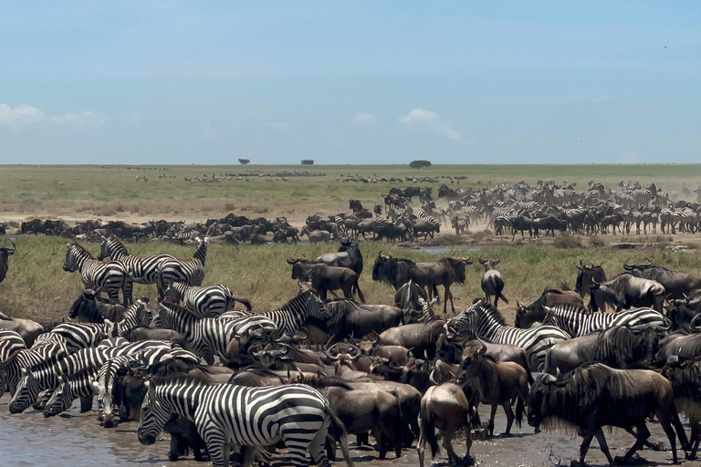 4 dagar i det vilda: Serengeti, Ngorongoro och Tarangire