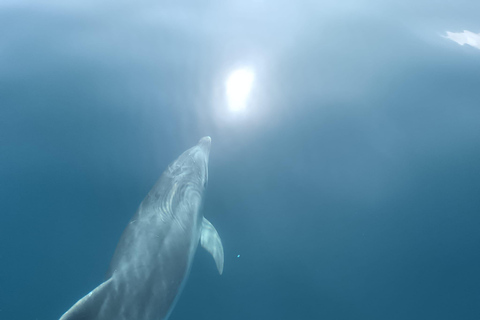 Lagos: Guided Small Group Dolphin Watching Tour