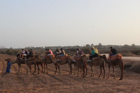 Agadir : balade à dos de chameau ou à cheval au coucher du soleil avec dîner barbecueAgadir : Balade au coucher du soleil à dos de chameau ou à cheval avec dîner barbecue