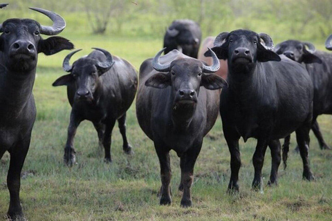 Nairobi: Lake Nakuru National Park Day Trip with Game Drive