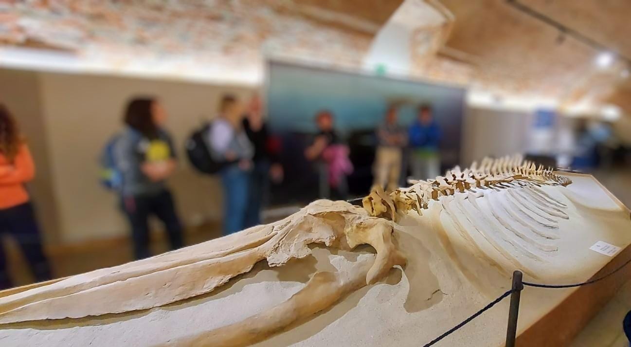 Paläontologisches Museum von Asti: geführte Besichtigung