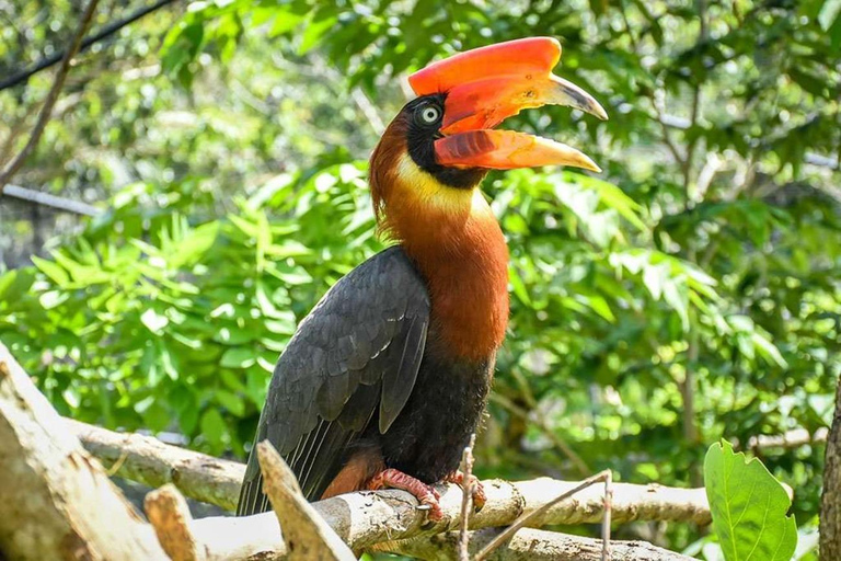 Cebú:Excursión de un día al Parque de Aventuras Safari de Cebú