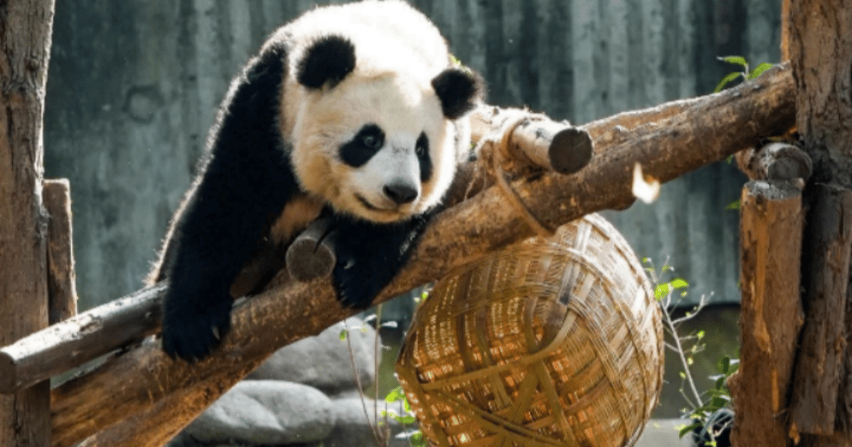 Panda Compaund Chengdu: Giant Panda Base Tour with Panda Nutrition Class | GetYourGuide
