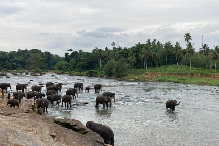Kandy Highlights & Pinnawala Elephant Experience by Tuk-Tuk