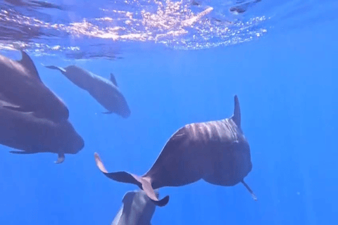 Mirissa: Whale Watching & Snorkeling Adventure with Guide