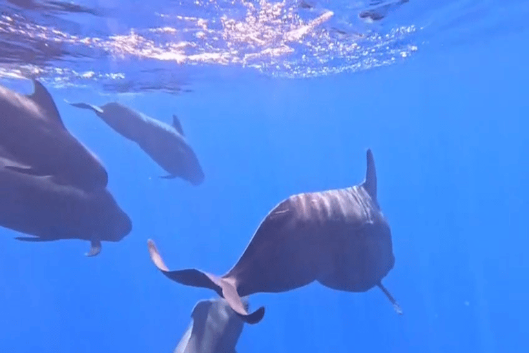 Mirissa: Whale Watching & Snorkeling Adventure with Guide