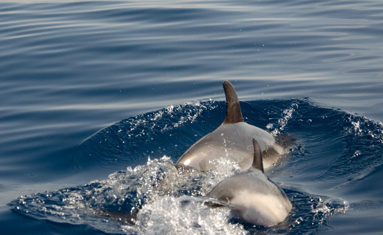 Beobachtung von Walen und Delfinen in Praia a Mare