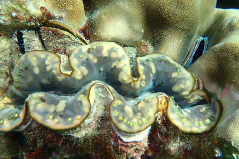 Ko Lanta: Smaragdhöhle und 4 Inseln Tour mit dem Longtailboot