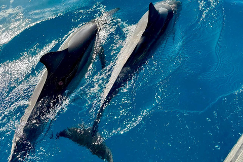 Waimea: Nā Pali Coast Zodiac Raft Sea Caves + Snorkel Nā Pali Coast Zodiac Raft Sea Caves + Snorkel Expedition