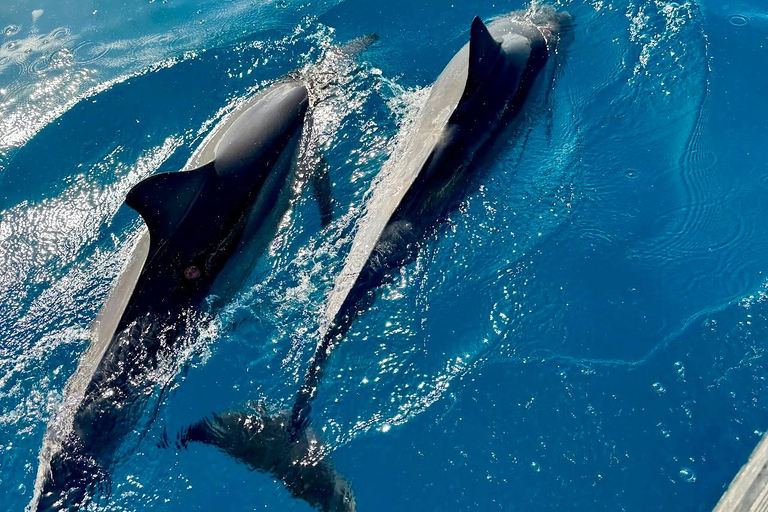 Waimea: Nā Pali Coast Zodiac Raft Sea Caves + Snorkel Nā Pali Coast Zodiac Raft Sea Caves + Snorkel Expedition