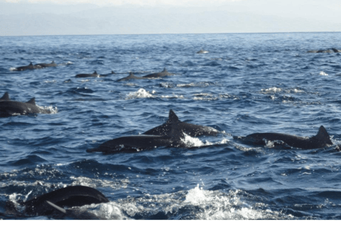 Dolphins and whales watching in Puerto Escondido.