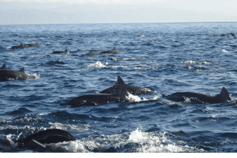 Dolphins and whales watching in Puerto Escondido.