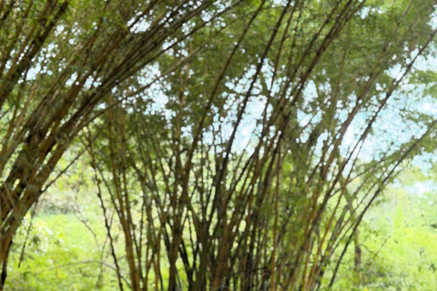 Kampala/Entebe: Mabamba Swamp with community tour and Lunch