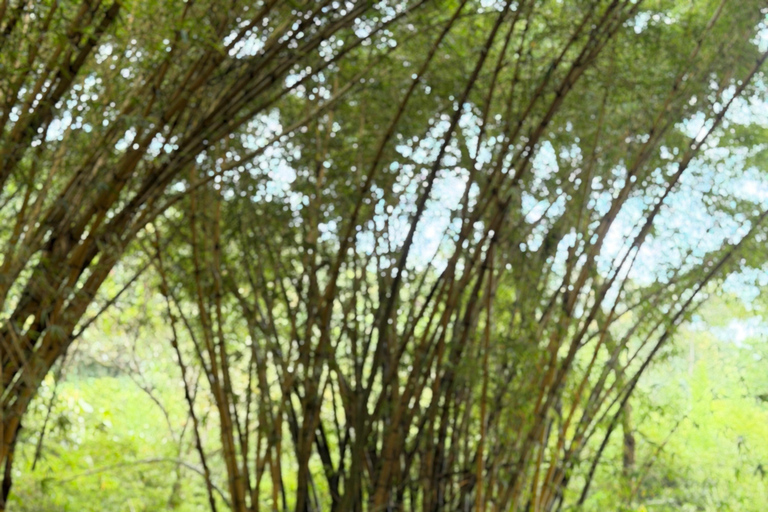 Kampala/Entebe: Mabamba Swamp with community tour and Lunch