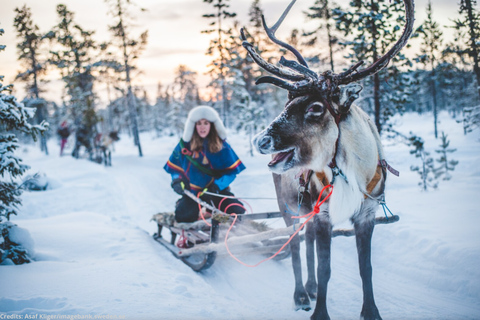 Luleå: Reindeer Sled Ride and Northern Lights Tour